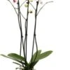 Vlinderorchidee 3 Tak (Phalaenopsis) Wit D 12 H 55 Cm