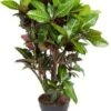 Croton (Codiaeum 'Petra') D 31 H 130 Cm -Groene Tuin Winkel 8717263253570