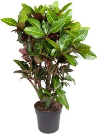 Croton (Codiaeum 'Petra') D 31 H 130 Cm