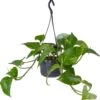 Drakenklimop In Hangpot (Epipremnum Pinnatum 'Aureum') D 14 H 50 Cm -Groene Tuin Winkel 8717263253839