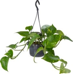 Drakenklimop In Hangpot (Epipremnum Pinnatum 'Aureum') D 14 H 50 Cm