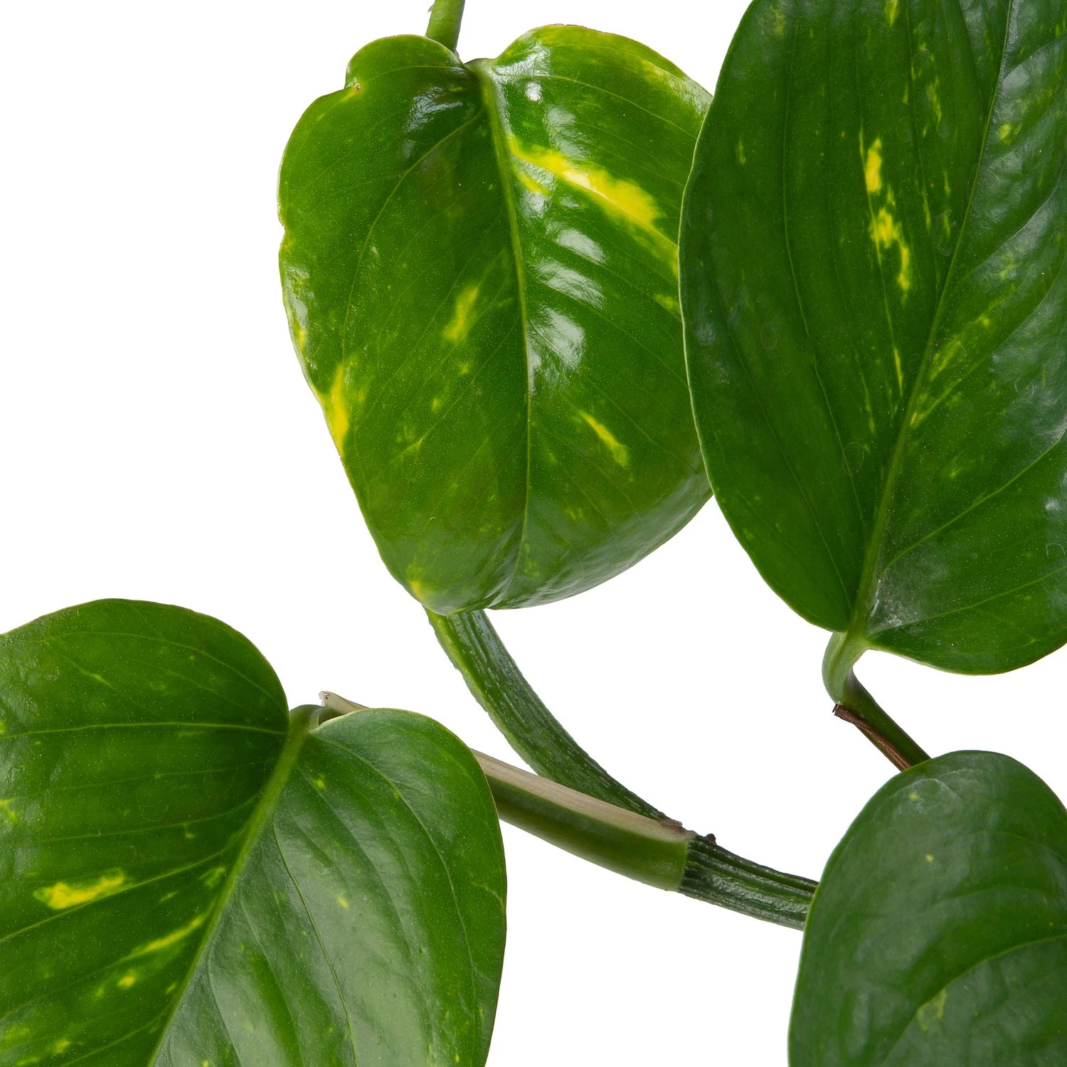 Drakenklimop In Hangpot (Epipremnum Pinnatum 'Aureum') D 14 H 50 Cm 4 Drakenklimop In Hangpot (Epipremnum Pinnatum 'Aureum') D 14 H 50 Cm - Afbeelding 2