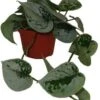 Scindapsus (Scindapsus Pictus 'Silvery Ann') D 11 H 20 Cm -Groene Tuin Winkel 8717263254140 1