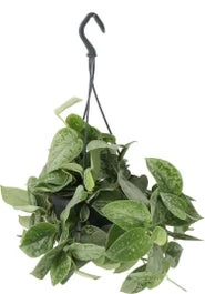 Scindapsus In Hangpot (Scindapsus Pictus 'Silvery Ann') D 14 H 40 Cm