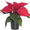Kerstster (Euphorbia Pulcherrima 'Red') D 10,5 H 35 Cm -Groene Tuin Winkel 8717263254492 0