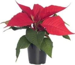 Kerstster (Euphorbia Pulcherrima 'Red') D 10,5 H 35 Cm