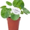 Bonte Pannenkoekenplant (Pilea Peperomioides 'Mojito') D 13 H 20 Cm -Groene Tuin Winkel 8717263254652 1