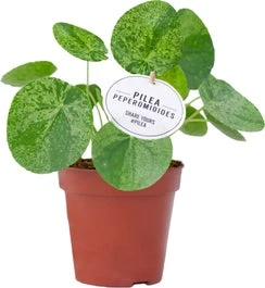 Bonte Pannenkoekenplant (Pilea Peperomioides 'Mojito') D 13 H 20 Cm