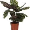 Calathea (Calathea Makoyana) D 14 H 40 Cm -Groene Tuin Winkel 8717263254768