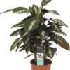 Calathea (Calathea 'Maui Queen') D 17 H 50 Cm