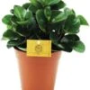 Peperomia (Peperomia 'Burning Bush') D 15 H 25 Cm -Groene Tuin Winkel 8717263255062