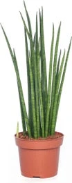 Vrouwentong (Sansevieria Cylindra 'Handshake') D 17 H 80 Cm