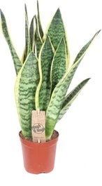 Vrouwentong (Sansevieria Trifasciata 'Futura Superba') D 12 H 40 Cm