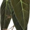 Philodendron (Philondendron Melanochrysum) D 12 H 40 Cm 2 Philodendron (Philondendron Melanochrysum) D 12 H 40 Cm -Groene Tuin Winkel 8717263287087