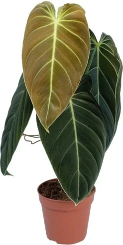 Philodendron (Philondendron Melanochrysum) D 12 H 40 Cm -Groene Tuin Winkel 8717263287087 1