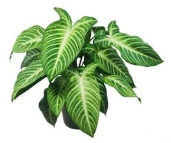 Xanthosoma (Xanthosoma Lindenii) D 24 H 60 Cm