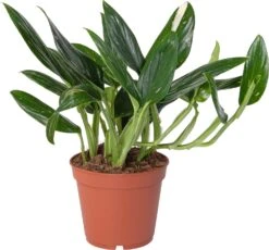 Philodendron (Philodendron 'Cobra') D 15 H 50 Cm