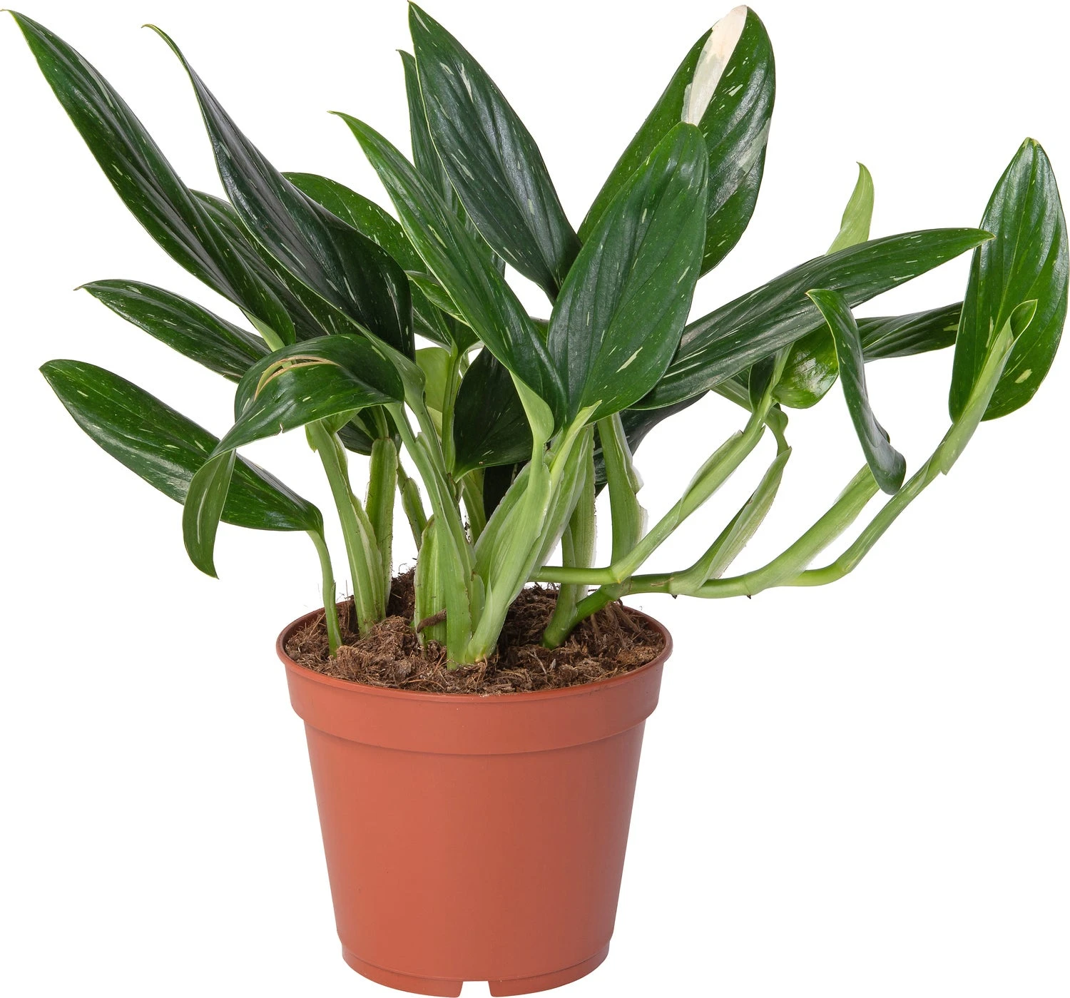 Philodendron (Philodendron 'Cobra') D 15 H 50 Cm 3 Philodendron (Philodendron 'Cobra') D 15 H 50 Cm