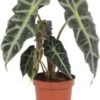 Skeletplant (Alocasia 'Polly') D 12 H 38 Cm 1 Skeletplant (Alocasia 'Polly') D 12 H 38 Cm -Groene Tuin Winkel 8717263287711 1