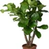 Vioolbladplant (Ficus Lyrata) D 27 H 120 Cm -Groene Tuin Winkel 8717263287896