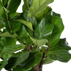 Vioolbladplant (Ficus Lyrata) D 27 H 120 Cm -Groene Tuin Winkel 8717263287896 1