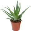 Aloë (Aloë Arborescens) D 17 H 30 Cm -Groene Tuin Winkel 8717263287988