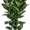 Rubberboom (Ficus Elastica 'Robusta') D 30 H 130 Cm -Groene Tuin Winkel 8717263288220