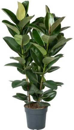 Rubberboom (Ficus Elastica 'Robusta') D 30 H 130 Cm