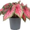 Caladium (Caladium Hybride) Roze D 12 H 25 Cm -Groene Tuin Winkel 8717263288916