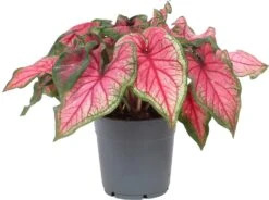 Caladium (Caladium Hybride) Roze D 12 H 25 Cm
