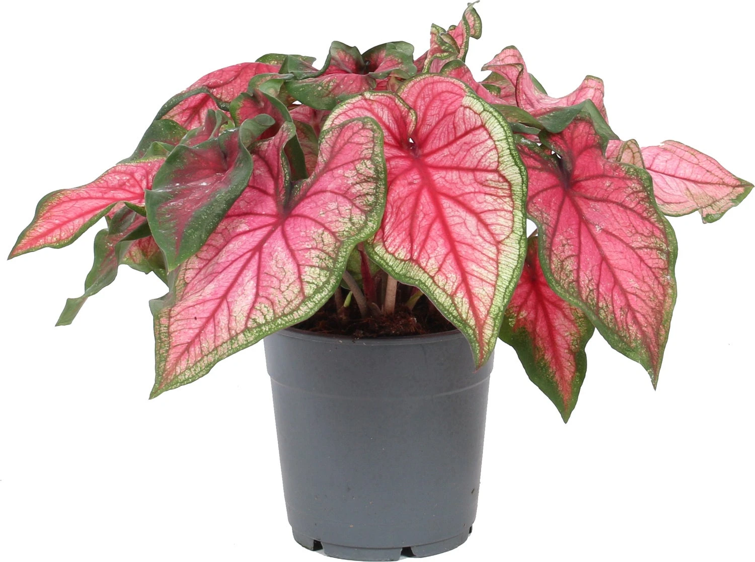 Caladium (Caladium Hybride) Roze D 12 H 25 Cm 4 Caladium (Caladium Hybride) Roze D 12 H 25 Cm - Afbeelding 2