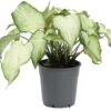 Caladium (Caladium Hybride) Wit D 12 H 25 Cm -Groene Tuin Winkel 8717263288923