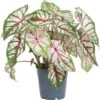 Caladium (Caladium 'Carousel') D 12 H 25 Cm 2 Caladium (Caladium 'Carousel') D 12 H 25 Cm -Groene Tuin Winkel 8717263288930 1