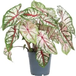 Caladium (Caladium 'Carousel') D 12 H 25 Cm