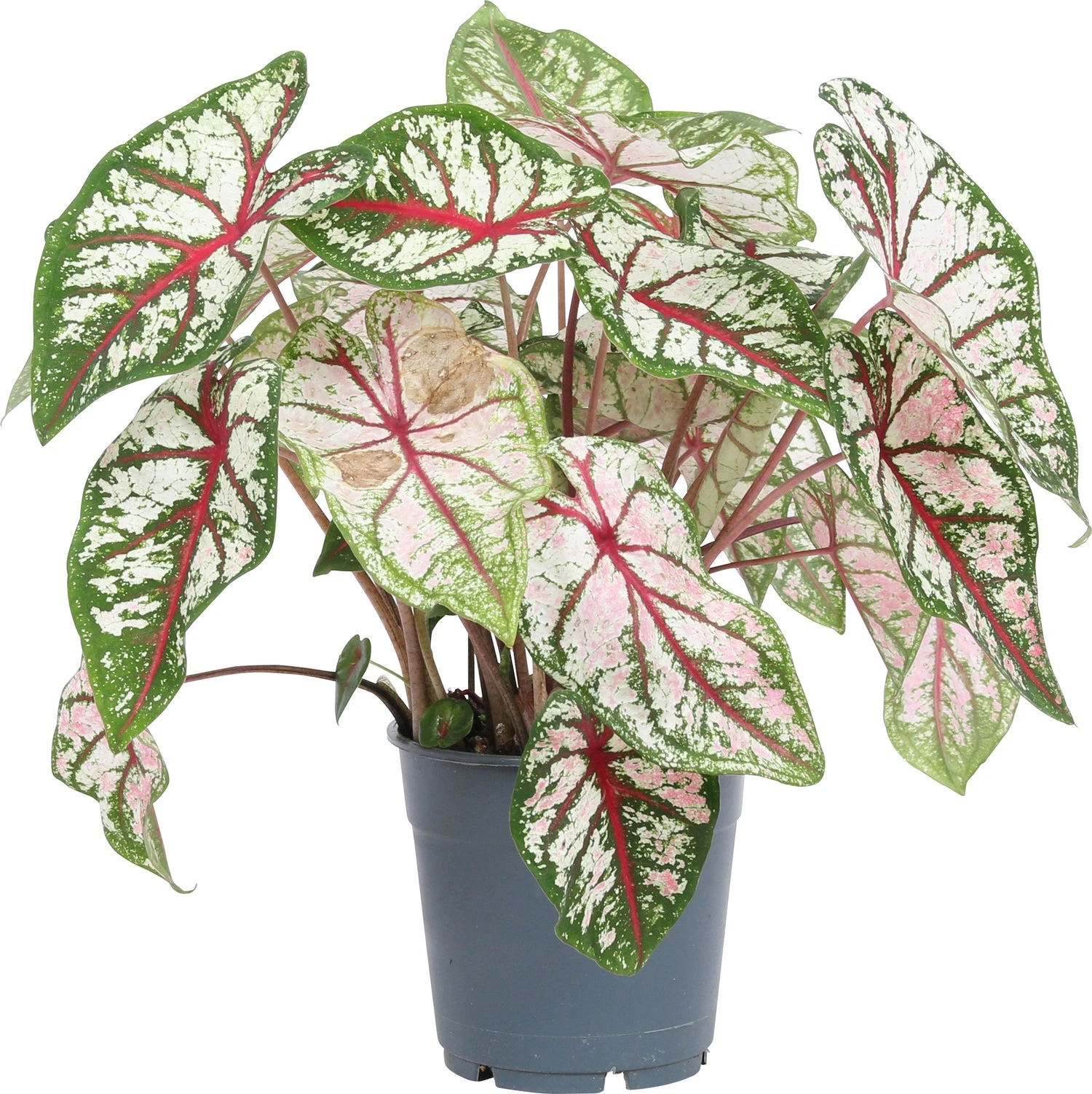 Caladium (Caladium 'Carousel') D 12 H 25 Cm 4 Caladium (Caladium 'Carousel') D 12 H 25 Cm - Afbeelding 2