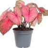 Caladium (Caladium 'Party Punch') D 17 H 40 Cm -Groene Tuin Winkel 8717263288961