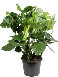 Gatenplant (Monstera Deliciosa) D 32 H 80 Cm