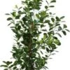 Vijgenboom (Ficus Microcapra 'Moclame') D 27 H 140 Cm -Groene Tuin Winkel 8717263289791