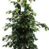 Treurvijg (Ficus Benjamina 'Danielle') D 27 H 135 Cm -Groene Tuin Winkel 8717263289821 1