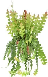 Zaagcactus In Hangpot (Epiphyllum Anguliger) D 21 H 60 Cm