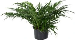 Slangenblad (Aglaomorpha Coronans 'Jim') D 37 H 80 Cm