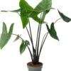 Alocasia (Alocasia 'Black Zebrina') D 24 H 110 Cm