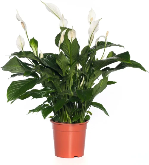 Lepelplant (Spathiphyllum 'Sweet Lauretta') D 24 H 105 Cm