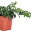 Klimop (Hedera Helix 'Wonder') D 13 H 25 Cm 1 Klimop (Hedera Helix 'Wonder') D 13 H 25 Cm -Groene Tuin Winkel 8717263410027 1