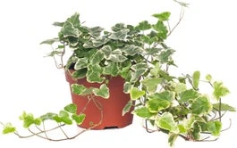 Klimop (Hedera Helix 'White Wonder') D 13 H 40 Cm 3 Klimop (Hedera Helix 'White Wonder') D 13 H 40 Cm