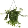Klimop In Hangpot (Hedera Helix 'Wonder') D 19 H 40 Cm -Groene Tuin Winkel 8717263410058