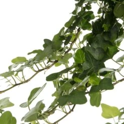 Klimop In Hangpot (Hedera Helix 'Wonder') D 19 H 40 Cm -Groene Tuin Winkel 8717263410058 2