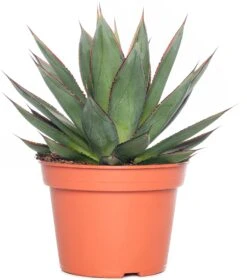 Agave (Agave 'Shaka Zulu') D 15 H 30 Cm