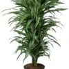 Drakenbloedboom (Dracaena Fragrans 'Warneckei') D 27 H 110 Cm