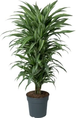 Drakenbloedboom (Dracaena Fragrans 'Warneckei') D 27 H 110 Cm